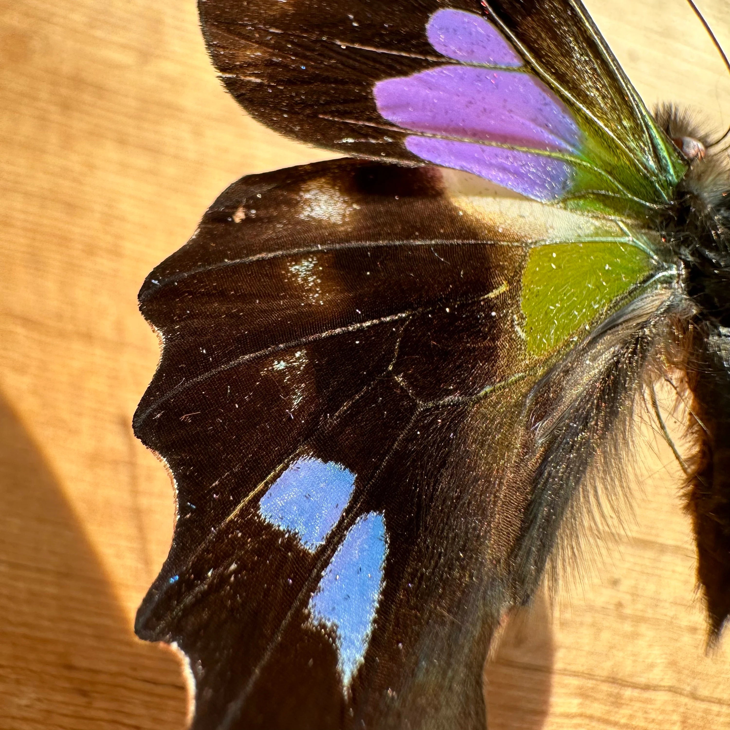 Graphium weiskei, Purple Spotted Swallowtail