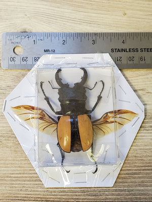 BIG Stag Beetle Odontolabis ludekingi
