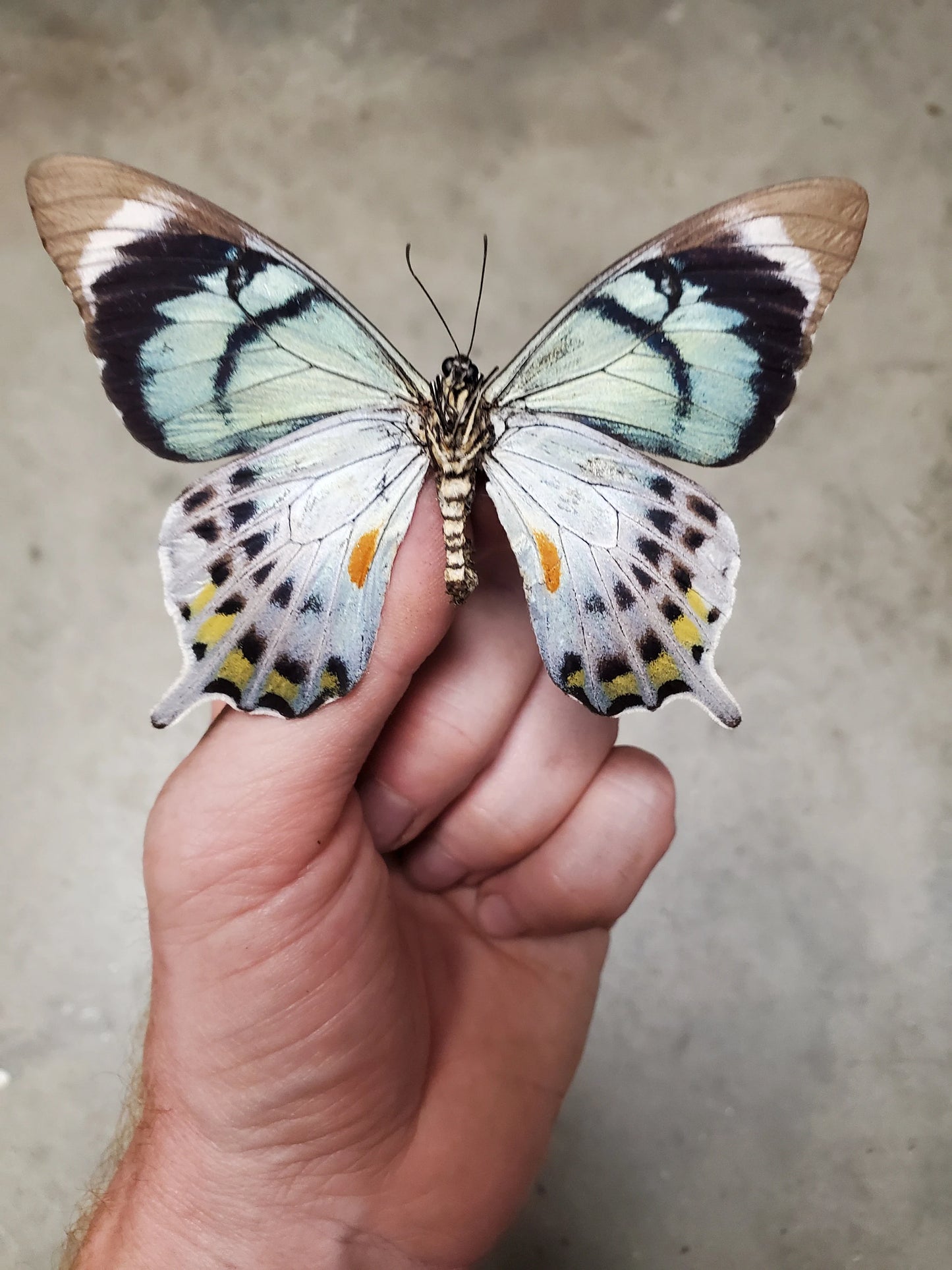 Extremely RARE! Papilio laglaizei, real butterfly, unmounted