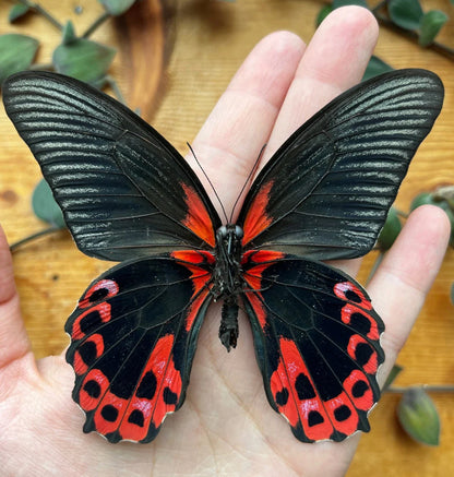 SPREAD and FRAMED Red Scarlet Butterfly 'Papilio rumanzovia'