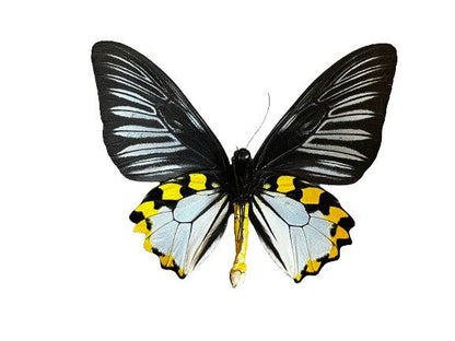 Rippon's Birdwing 'Troides hypolitus' butterfly  PAIR -Unmounted male & female