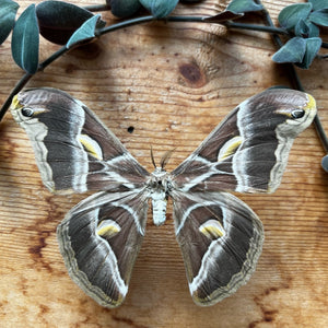 REAL Eri Silkmoth 'Samia ricini' SPREAD and FRAMED Moth