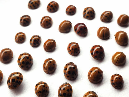 REAL Ladybugs! Dried Dead Ladybird Beetles Pack of 10 insects for pinning, spreading, art, decoration