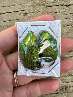 Shining Green Scarab leaf Chafer Beetle PAIR 'Chrysophora chrysochlora'