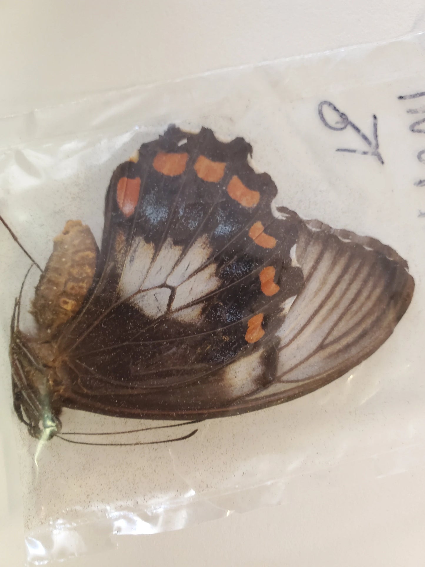 RARE! Papilio inopinatus Male 1977