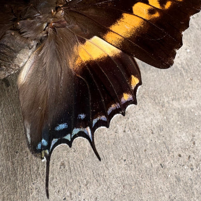 Giant Emperor Butterfly 'Charaxes castor' Unspread