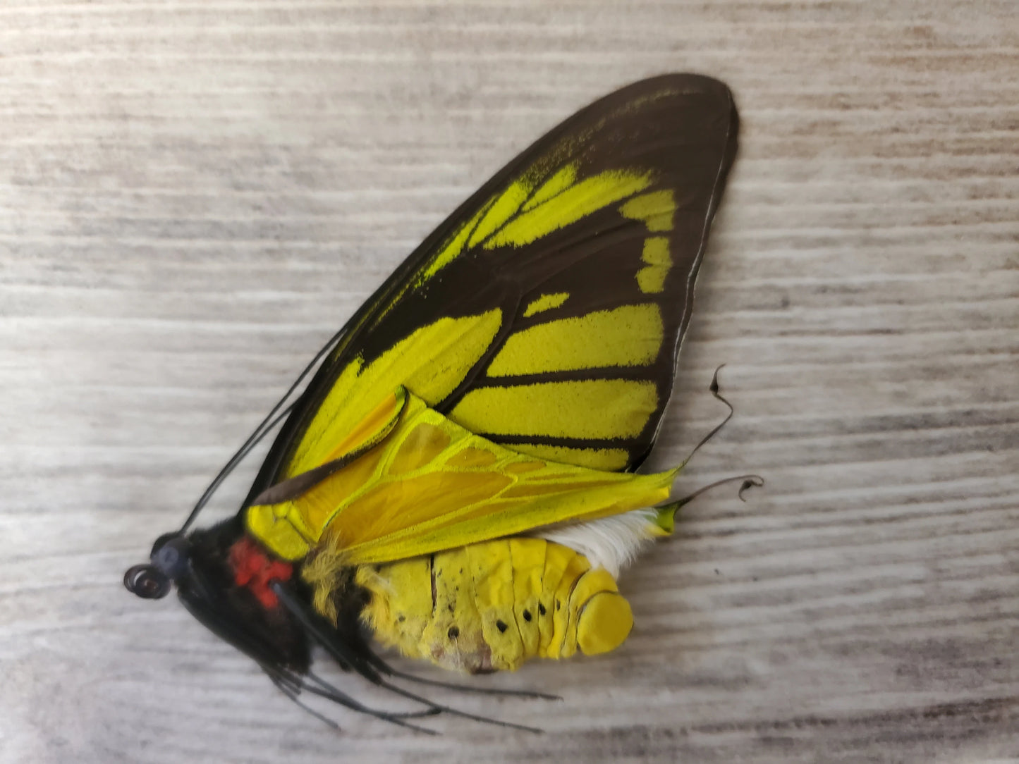 EXTREMELY RARE! Birdwing Butterfly 'Ornithoptera meridionalis' PAIR Male and Female Unspread