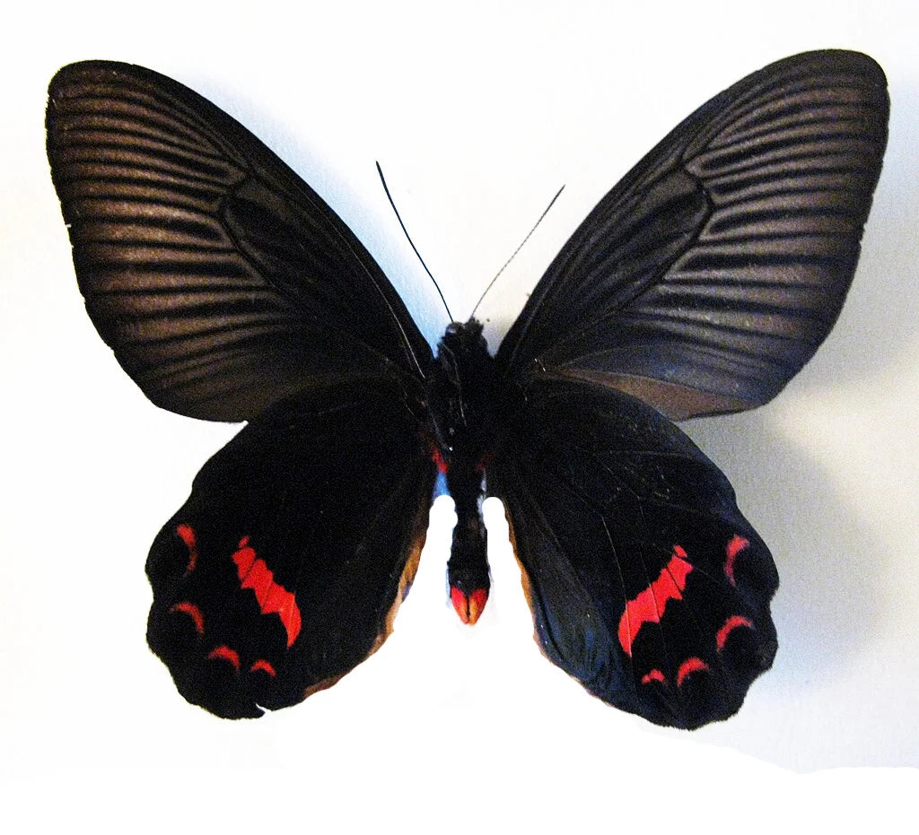 Red, Pink and Black Swallowtail Butterfly 'Atrophaneura dixoni' unmounted