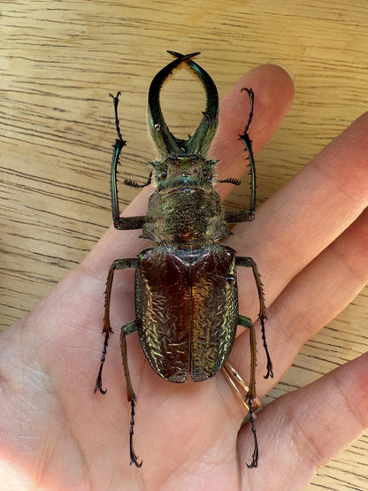 Four Eyed Stag Beetle 'Sphaenognathus feisthamelii' Unspread