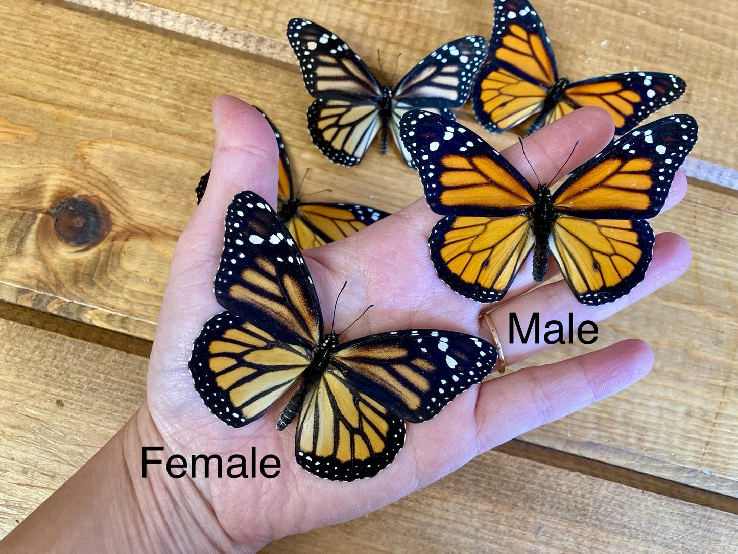 SPREAD Monarch Butterfly, SUSTAINABLY SOURCED! Danaus plexippus