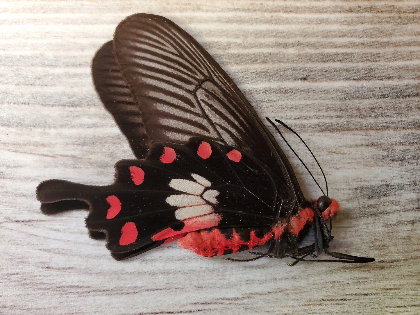 Mixed Rose Swallowtail Species, Assortment of REAL butterflies for artwork, crafts, and projects! Wholesale Prices! Quantity discount!