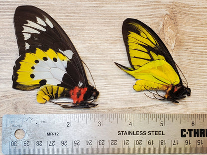 Extremely RARE! Ornithoptera paradesia arfakensis PAIR Male and Female Real Birdwing Butterfly! Ships from USA