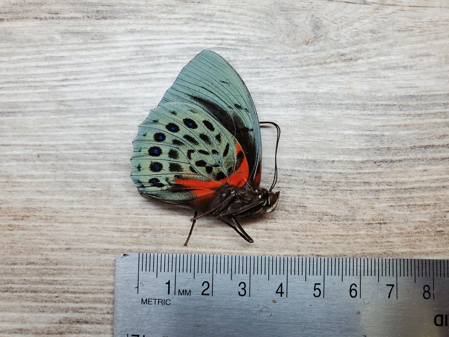 RARE Agrias beatifica beata Butterfly unspread/unmounted Real