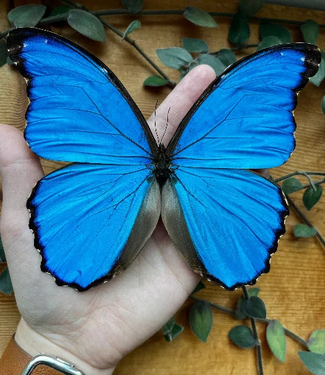 FRAMED Blue Morpho Butterfly, REAL Morpho menelaus SPREAD Butterfly