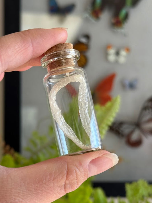 Snakeskin Glass Vial - Natural Curiosities Vintage Decor