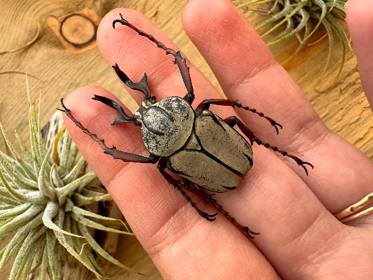 Framed and SPREAD Reindeer Horn Antler Beetle 'Dicranocephalus wallichii'