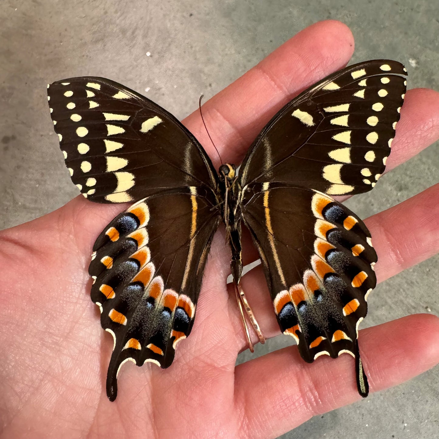 Laurel Swallowtail 'Papilio Palamedes'