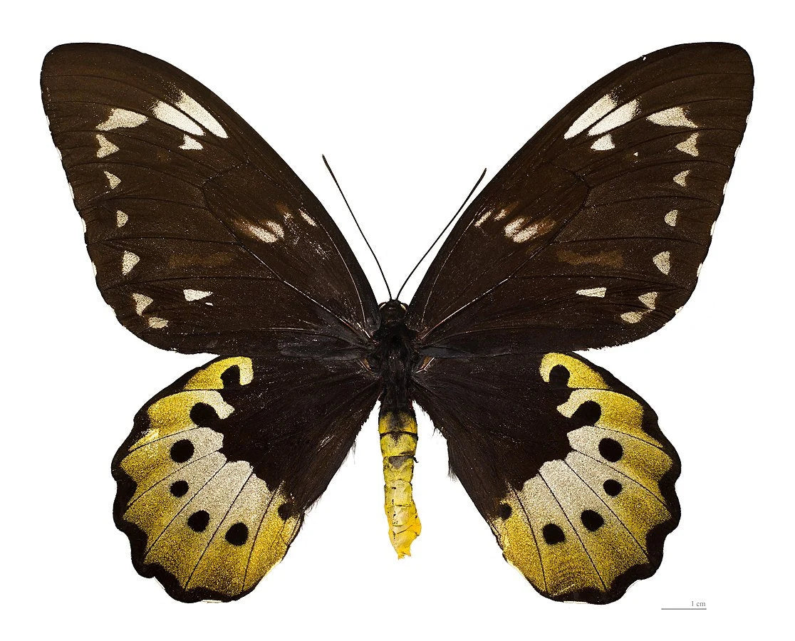 Giant Birdwing Butterfly! 'Ornithoptera goliath' Male and Female Pair, Ships from USA