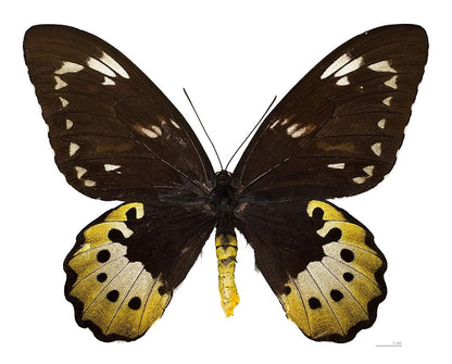 Giant Birdwing Butterfly! 'Ornithoptera goliath' Male and Female Pair, Ships from USA