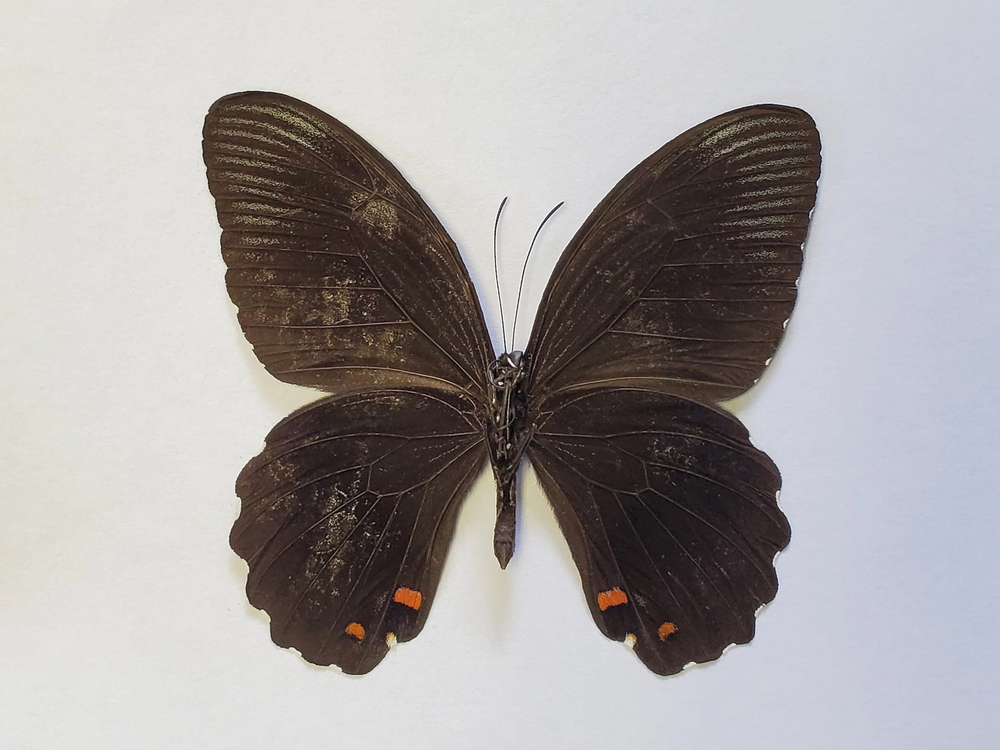 Papilio ambrax Swallowtail REAL Black and White Butterfly, unmounted