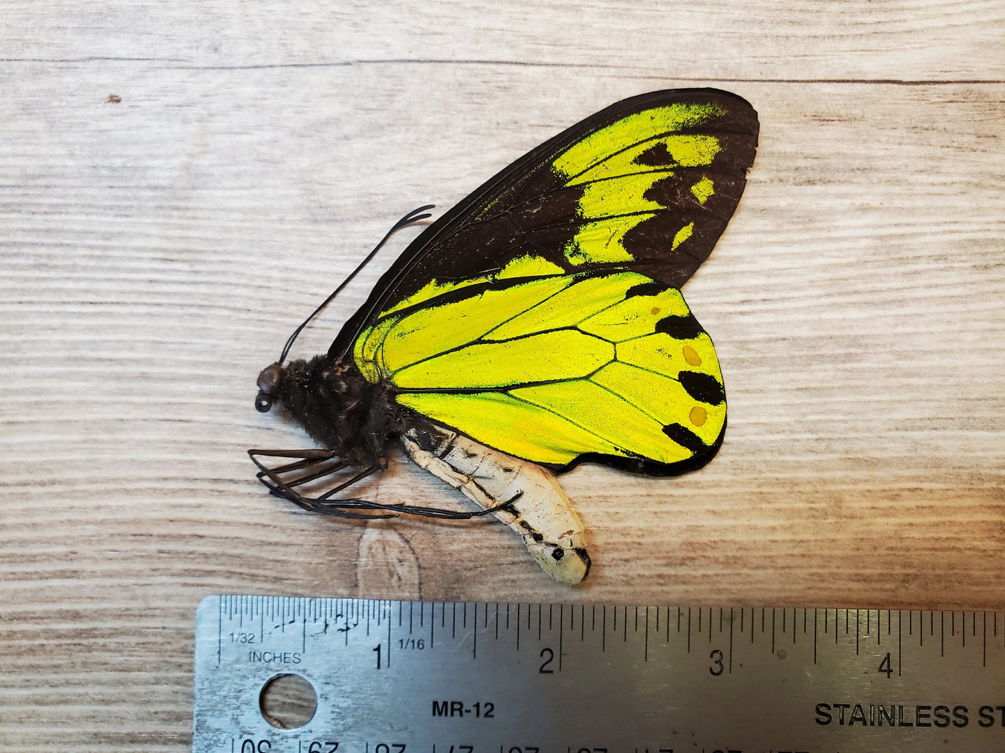 RARE! Ornithoptera victoriae Male A- Condition Birdwing Butterfly Unspread