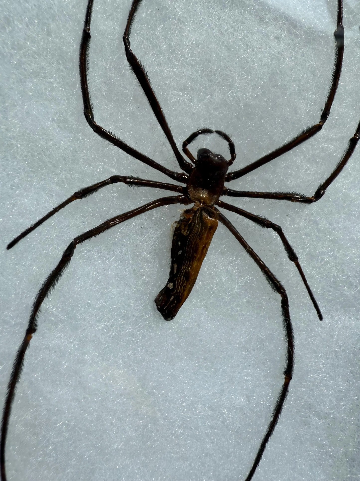 FRAMED Giant Golden Orb Weaver Spider Nephila Pilipes