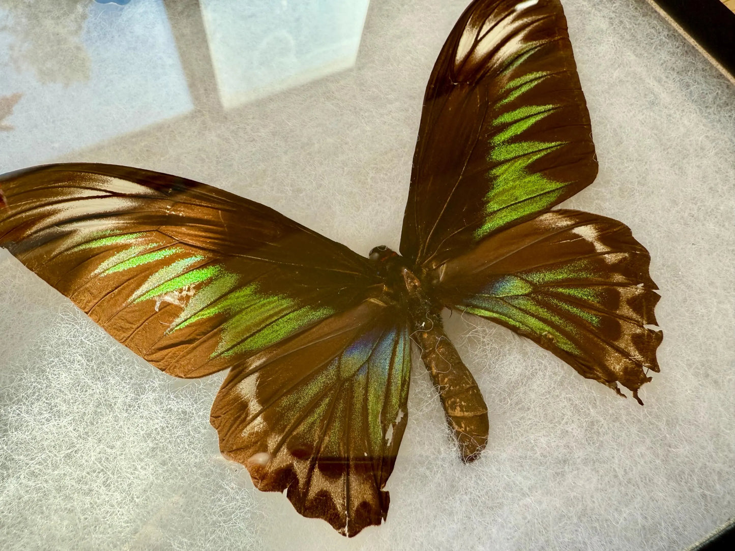 Rajah Brooke’s Birdwing SPREAD and Framed Butterfly Male and Female Pair Trogonoptra brookiana albescens