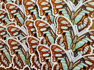Green Malachite Butterfly Vinyl STICKER 'Siproeta stelenes' LIFE-SIZE, Realistic