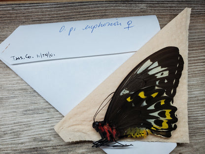 RARE Ornithoptera priamus euphorion Pair Birdwing Butterfly Unspread