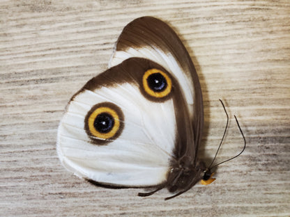 White Silky Owl Butterfly 'Taenaris catops' Unspread