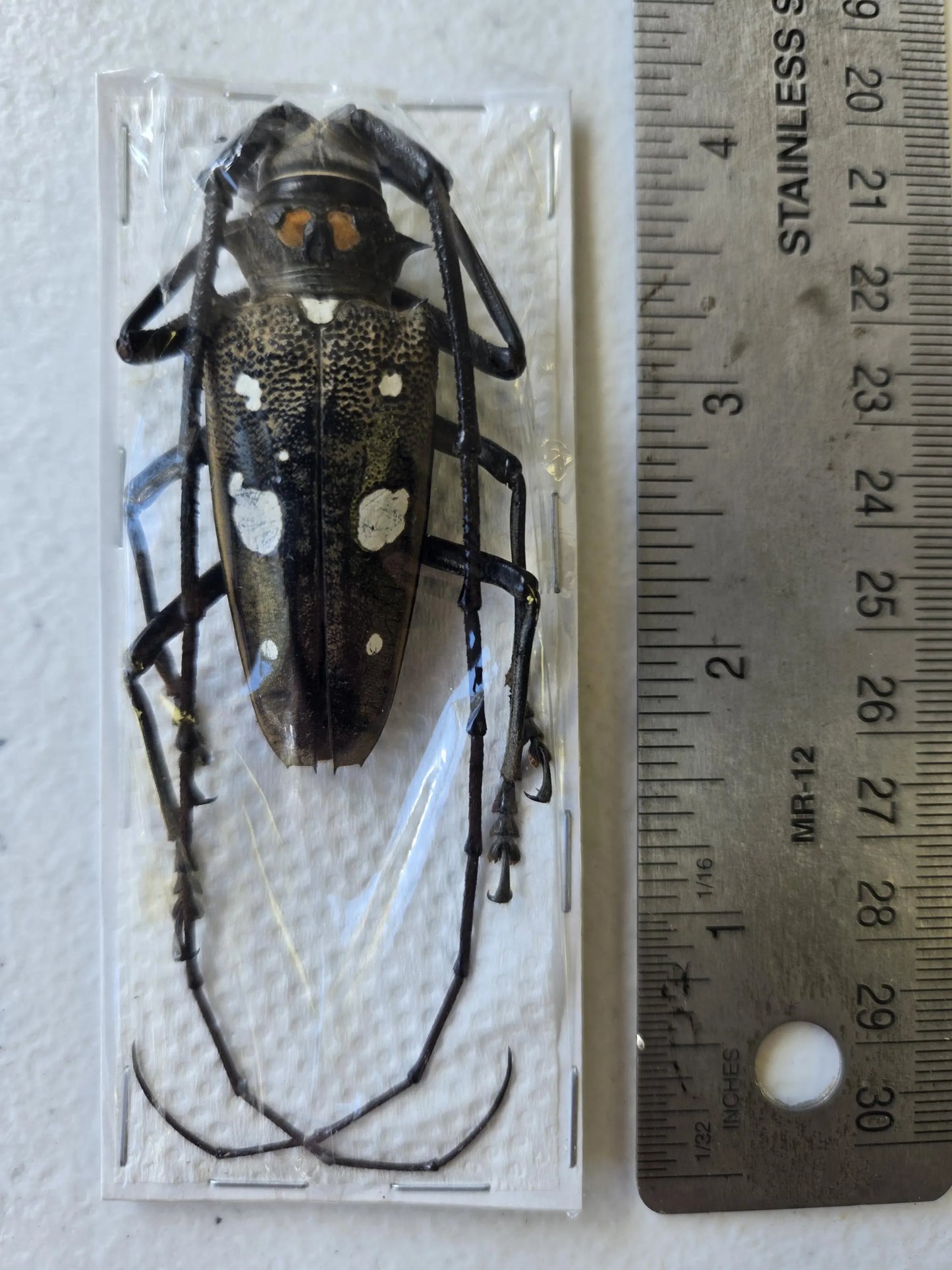 Real HUGE Longhorn Beetle, 'Batocera celebiana'