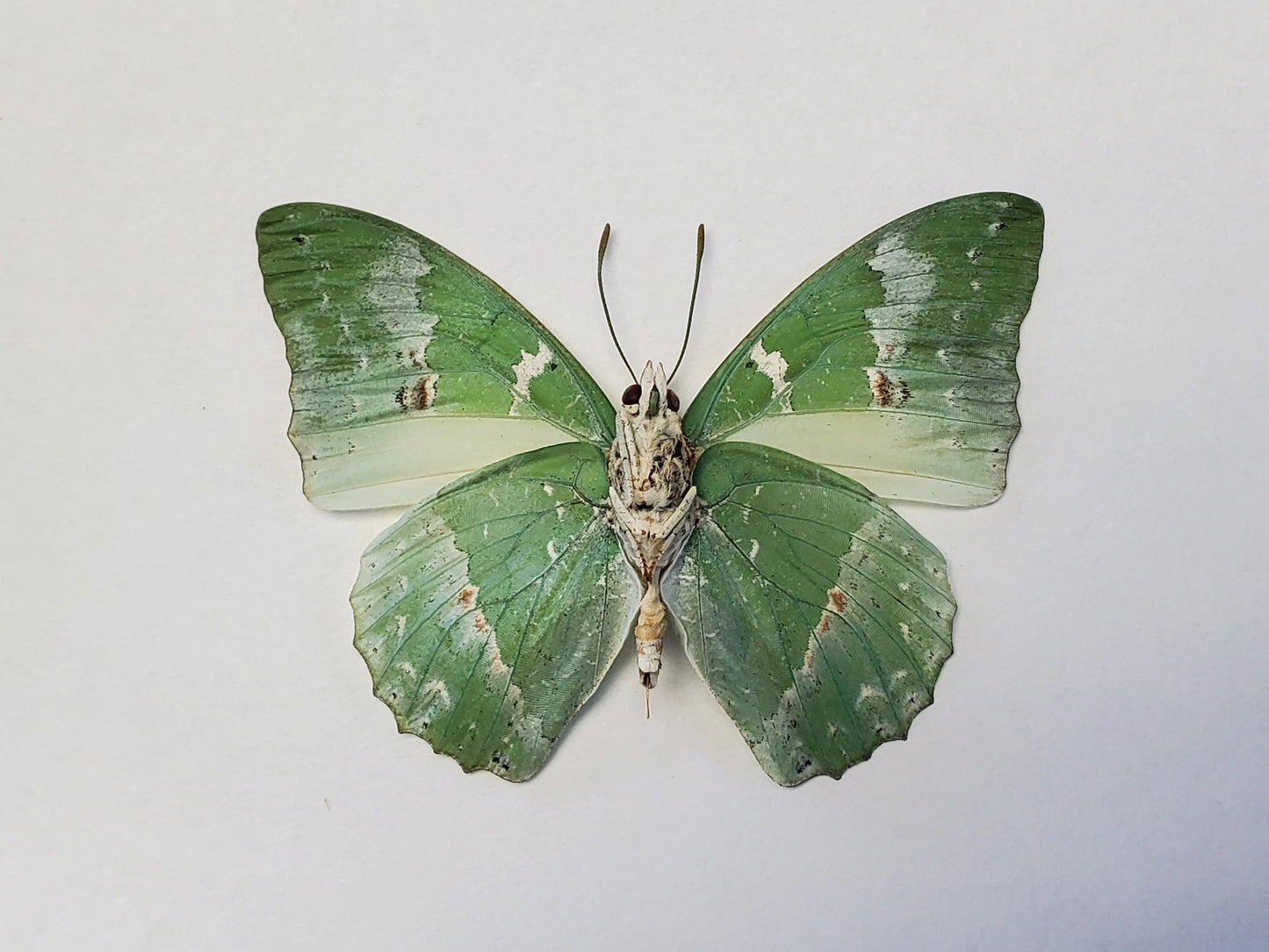 REAL Green African Butterfly 'Charaxes subornatus' WEIRD Colors!