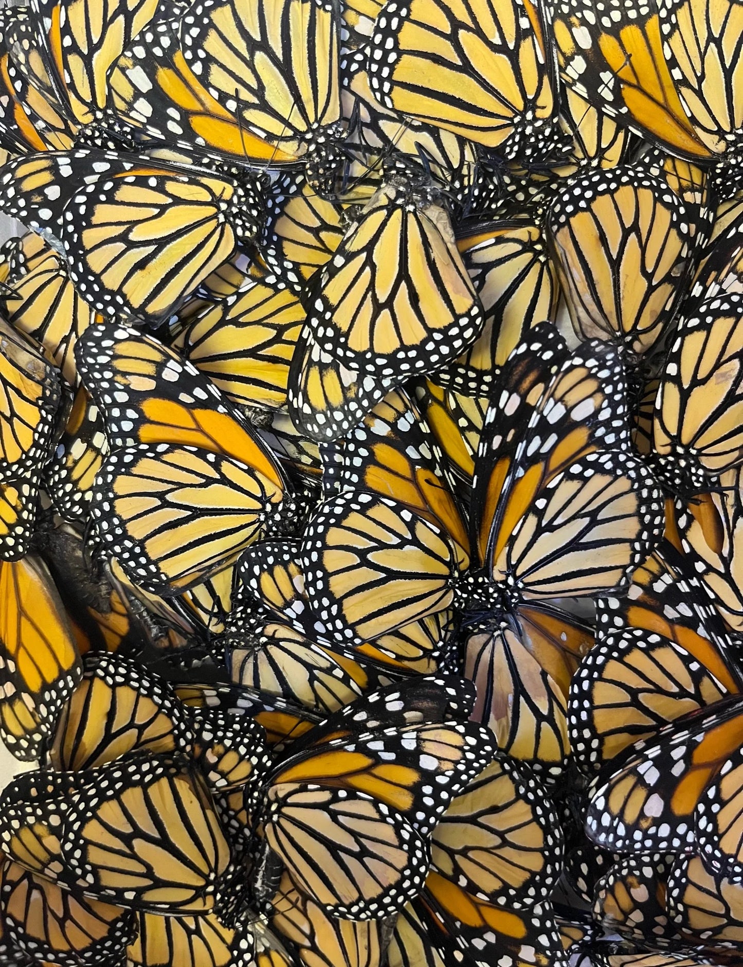 Real USA Monarch Butterfly SUSTAINABLY SOURCED! 'Danaus plexippus'