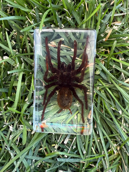 Real Preserved Tarantula in Clear Resin Display Block