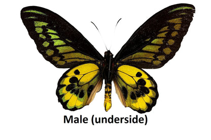 Ornithoptera rothschildi Birdwing Butterfly Male and Female Pair Ships from USA