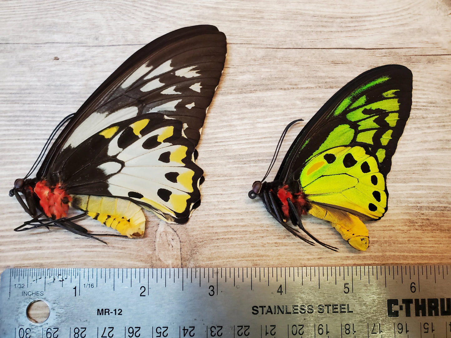 Ornithoptera priamus teucrus pair Birdwing Butterfly Unspread