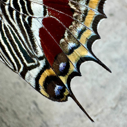 Giant Emperor Butterfly 'Charaxes castor' Unspread