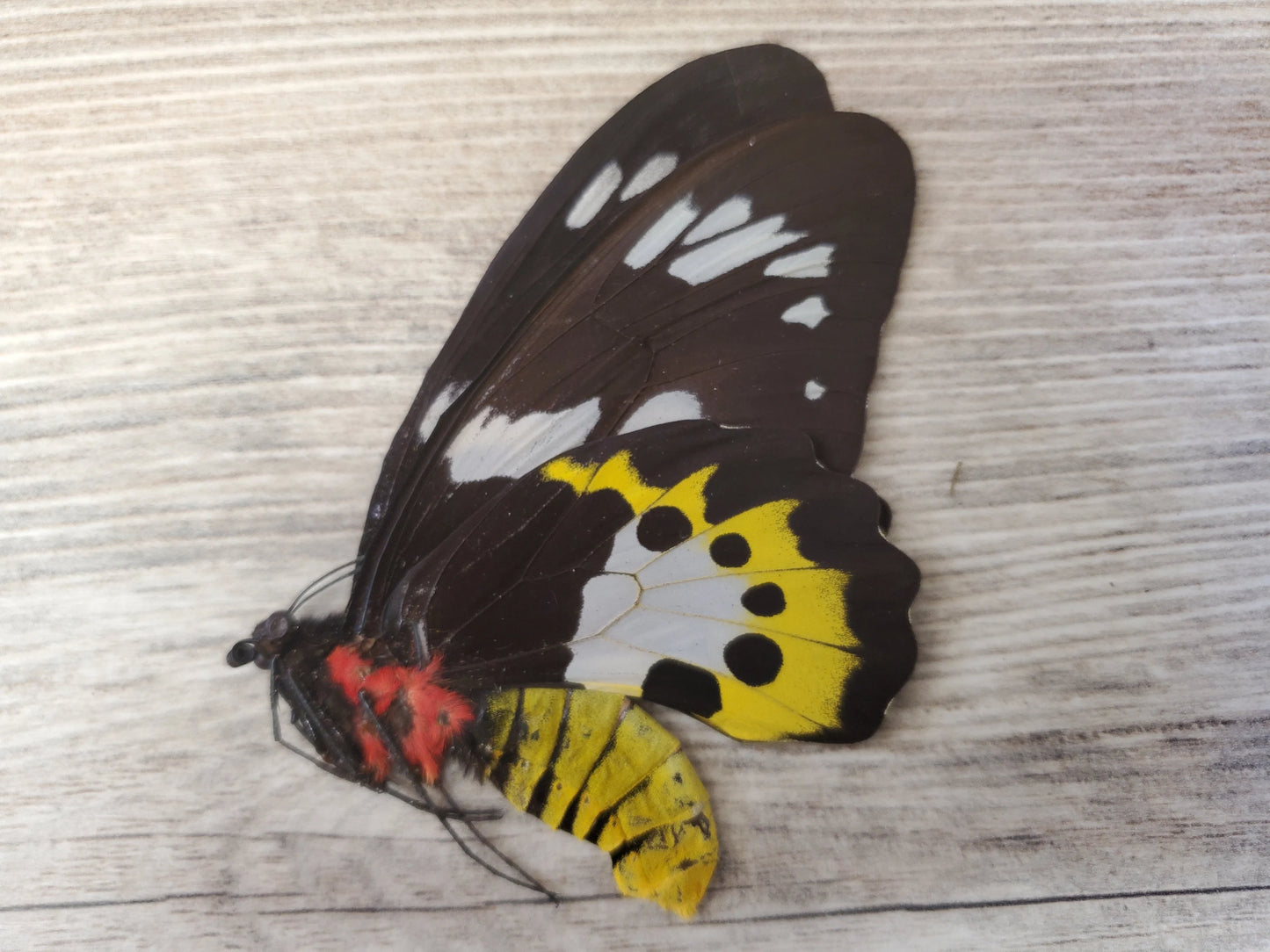 EXTREMELY RARE! Birdwing Butterfly 'Ornithoptera meridionalis' PAIR Male and Female Unspread