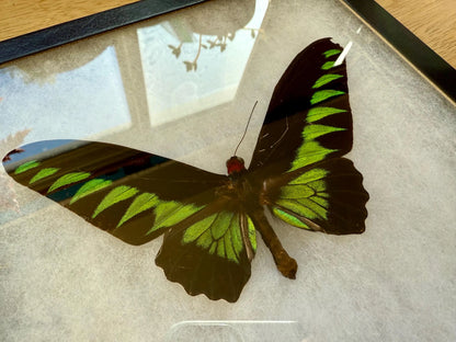 Rajah Brooke’s Birdwing SPREAD and Framed Butterfly Male and Female Pair Trogonoptra brookiana albescens