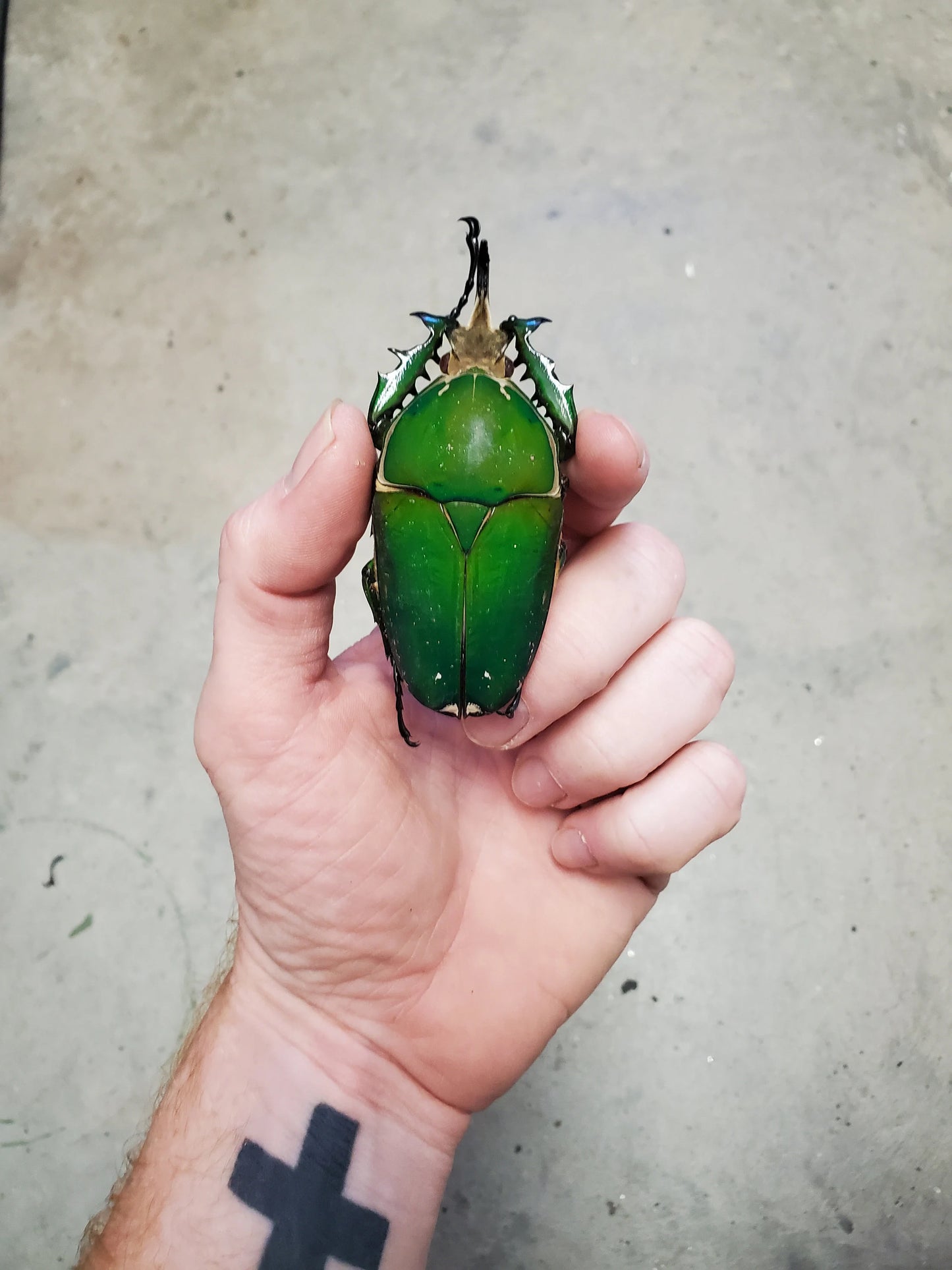 REAL Big Green Goliath Beetle 'Mecynorhina torquata'