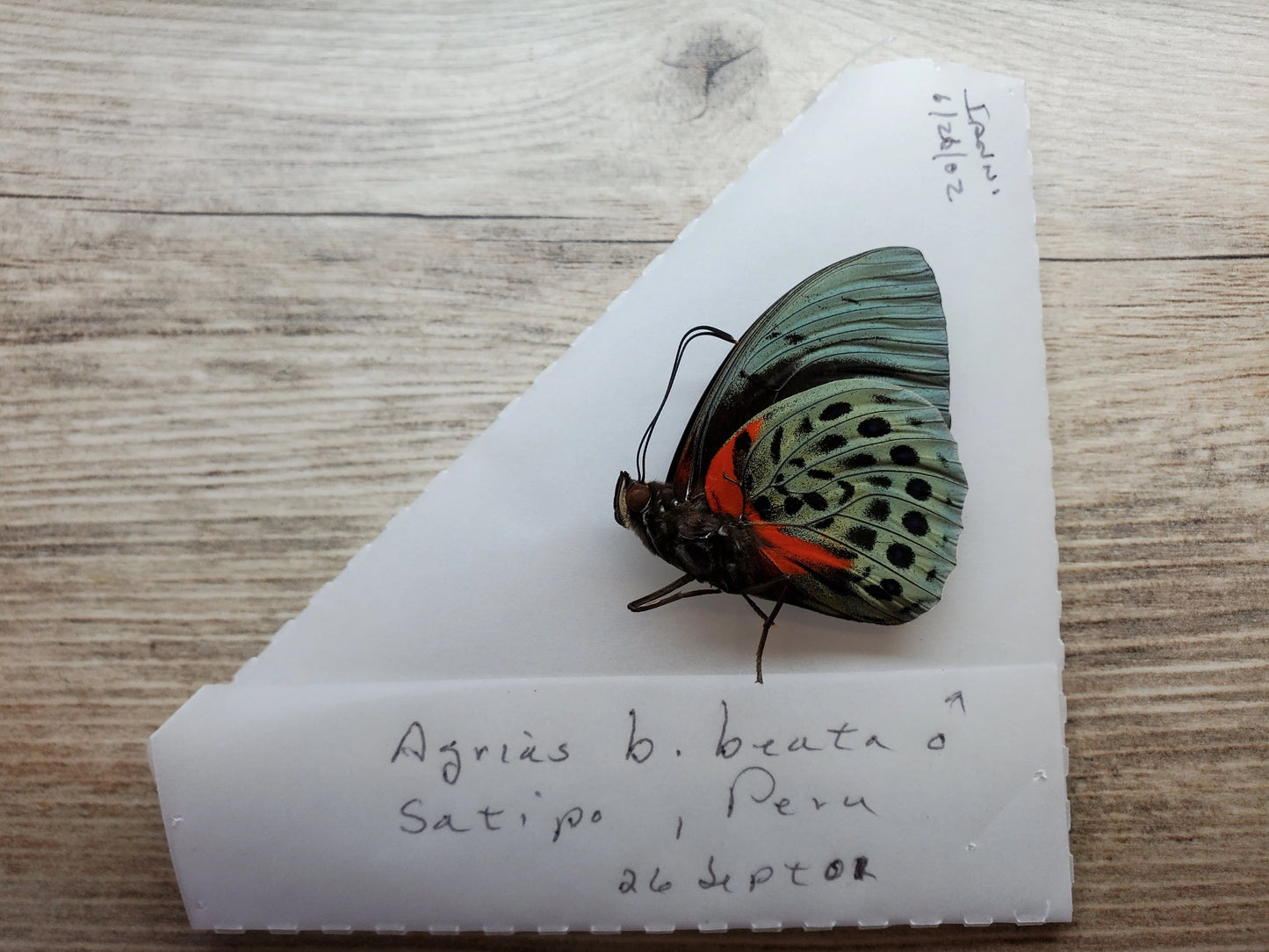 RARE Agrias beatifica beata Butterfly unspread/unmounted Real