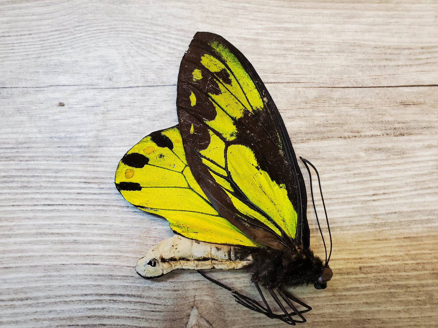 RARE! Ornithoptera victoriae Male A- Condition Birdwing Butterfly Unspread