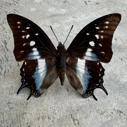 Polyura cognatus Butterfly Unspread A1-