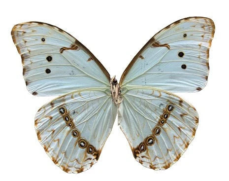White Morpho Butterfly 'Morpho epistrophus' UNSPREAD