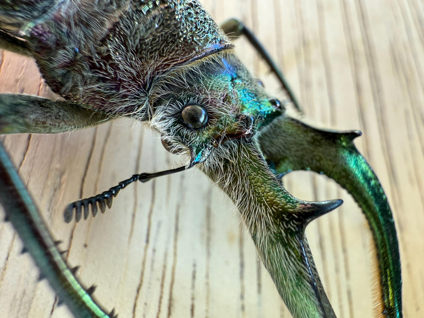 Four Eyed Stag Beetle 'Sphaenognathus feisthamelii' Unspread