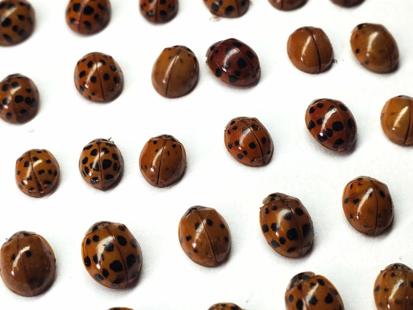 REAL Ladybugs! Dried Dead Ladybird Beetles Pack of 10 insects for pinning, spreading, art, decoration