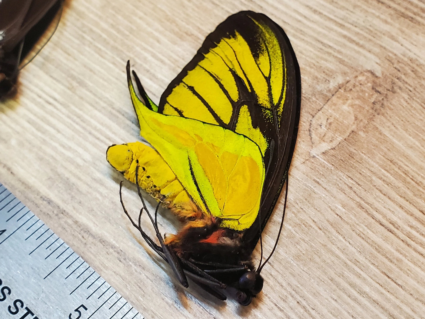 Extremely RARE! Ornithoptera paradisea arfakensis, Male, Real Birdwing Butterfly! Ships from USA!