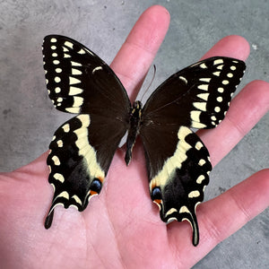 Laurel Swallowtail 'Papilio Palamedes'
