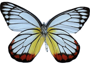 Painted Jezebel Butterfly 'Delias hyparete'