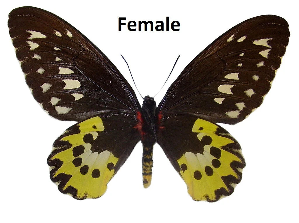 Ornithoptera rothschildi Birdwing Butterfly Male and Female Pair Ships from USA